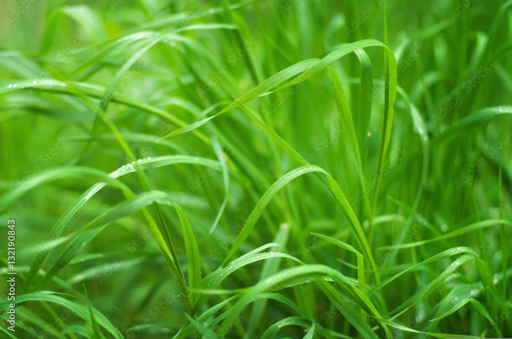 Green grass close up nature Green grass close up nature