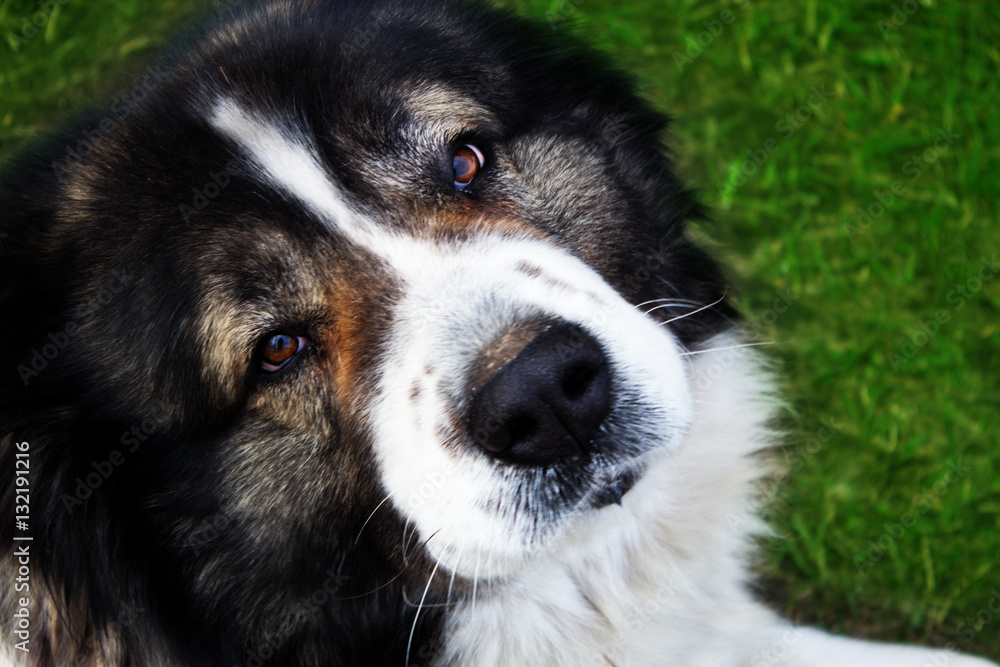 Fototapeta premium Fluffy Caucasian shepherd dog is lying on a green grass