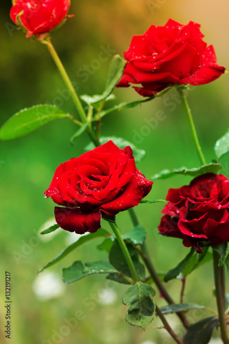 Close-up of garden rose. red roses with water drops