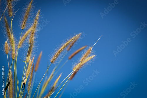 grass on a background of blue sky