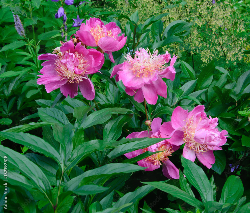 Several pink peonies Several pink peonies