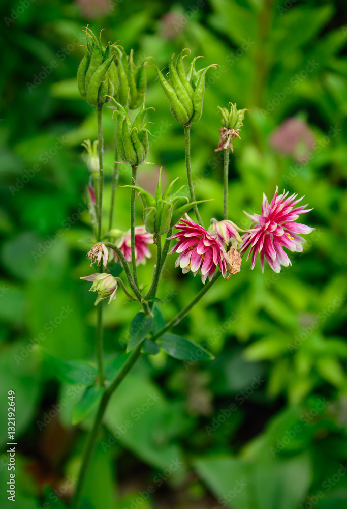 Aquilegia vulgaris var. stellata Aquilegia vulgaris var. stellata