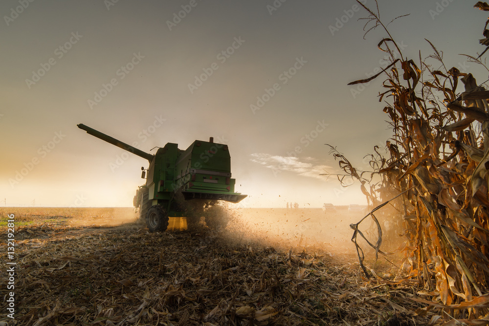 Fototapeta premium Harvesting of corn field with combine