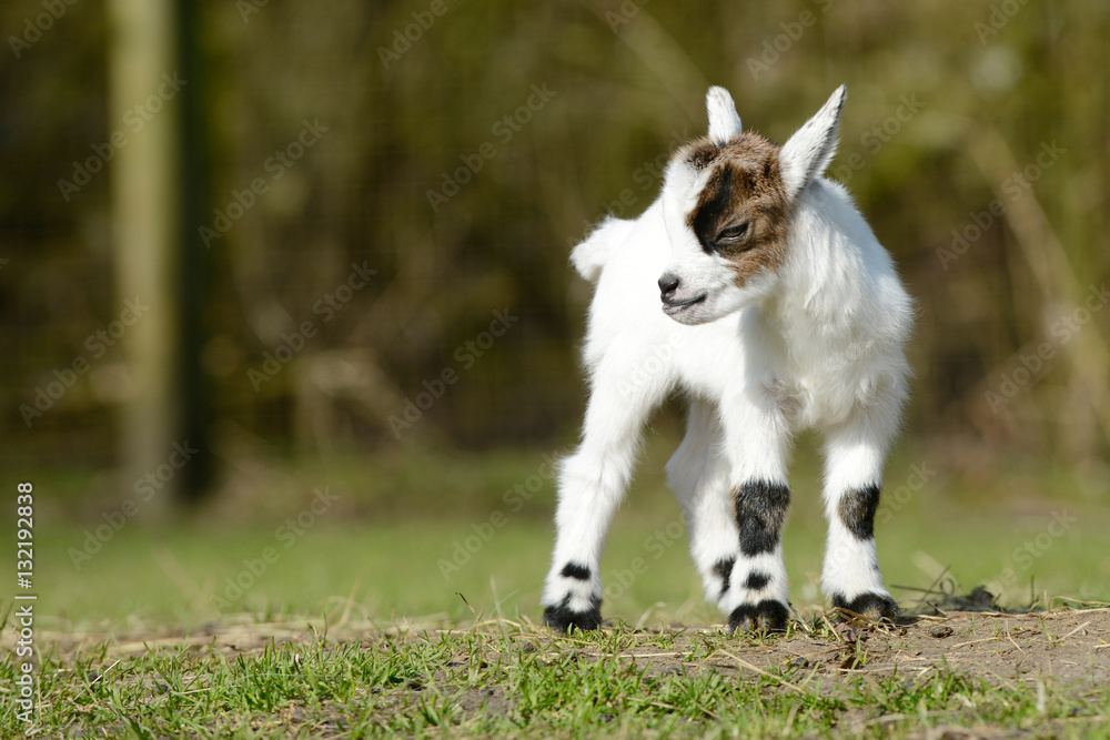 white goat kids standing on pasture