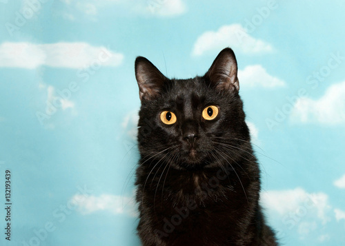 Portrait of a petite black cat with yellow eyes looking at viewer, blue background sky with clouds. copy space