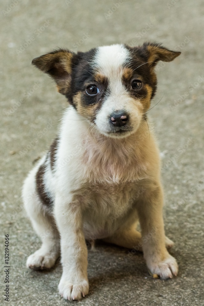 A Sweet Little Puppy