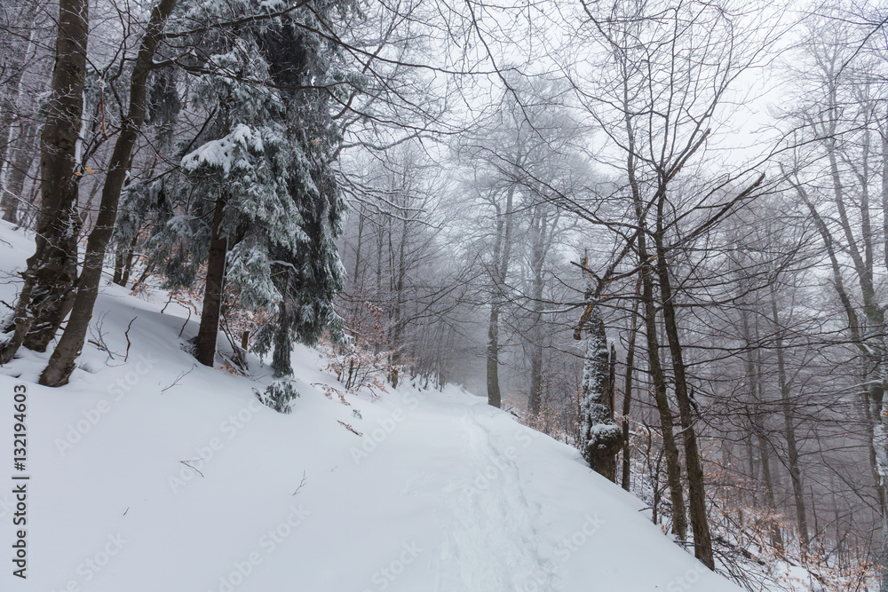 Winter forest Winter forest