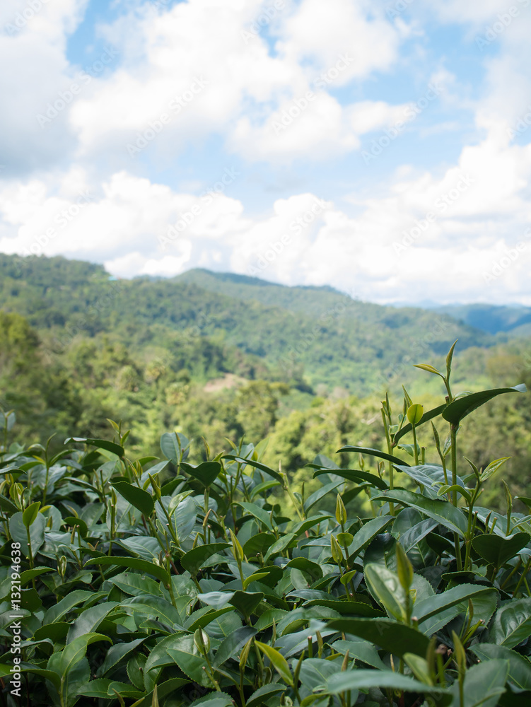 Green tea leaves in tea plantation at Doi-Montngo , Chiang Mai, Thailand