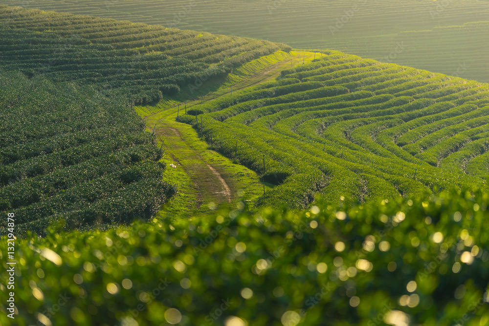 Curve of green tea farm at sunset, Chiang Rai province, north part of Thailand
