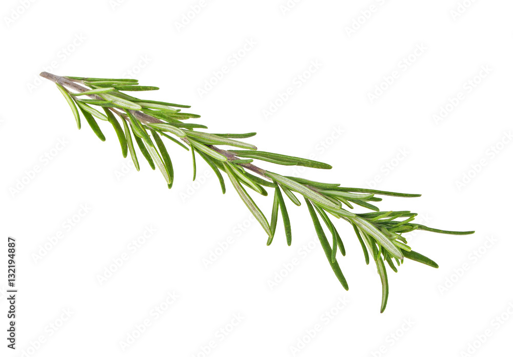 Rosemary isolated on white background, closeup