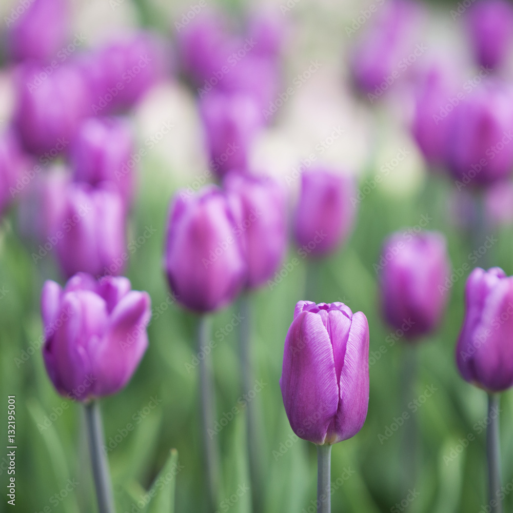 pink fresh tulips. Nature background