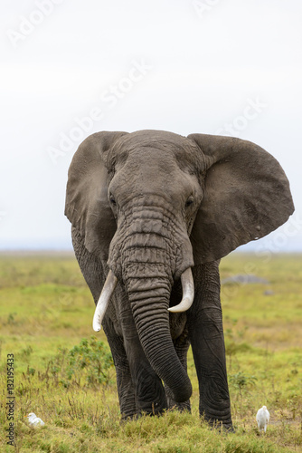 African bush elephant or African Elephant (Loxodonta africana) and cattle egret (Bubulcus ibis). Amboseli National Park. Kenya.