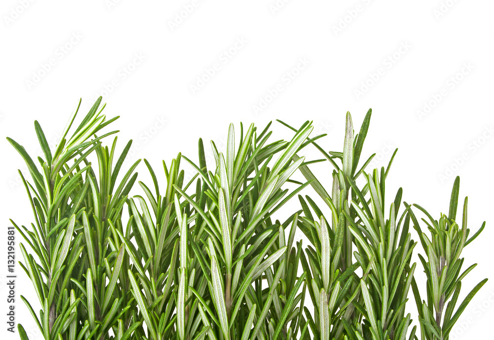 Obraz premium Rosemary, Pile of rosemary leaf isolated on white background