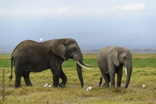 African bush elephant or African Elephant (Loxodonta africana) and cattle egret (Bubulcus ibis). Amboseli National Park. Kenya. © Roger de la Harpe