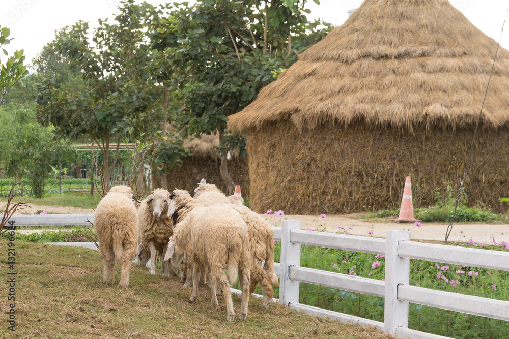 Fototapeta premium Sheep in farm.
