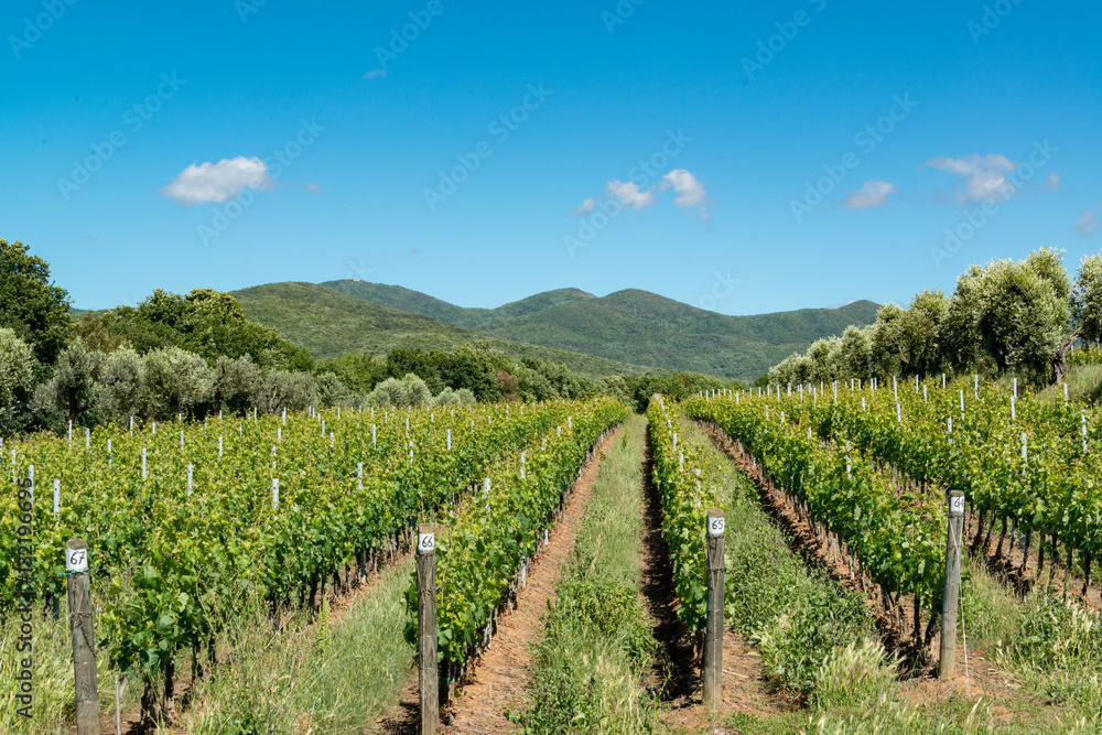 Weinberg in den Hügeln der Toskana nahe Bolgheri
