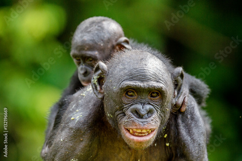Mother and Cub of Bonobo in natural habitat. Close up Portrait . Green natural background. The Bonobo ( Pan paniscus), called the pygmy chimpanzee. Democratic Republic of Congo. Africa 