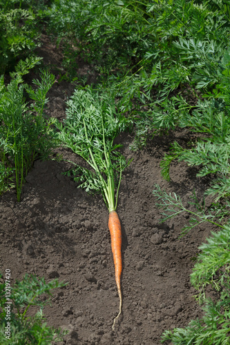 Carrot on vegetable garden