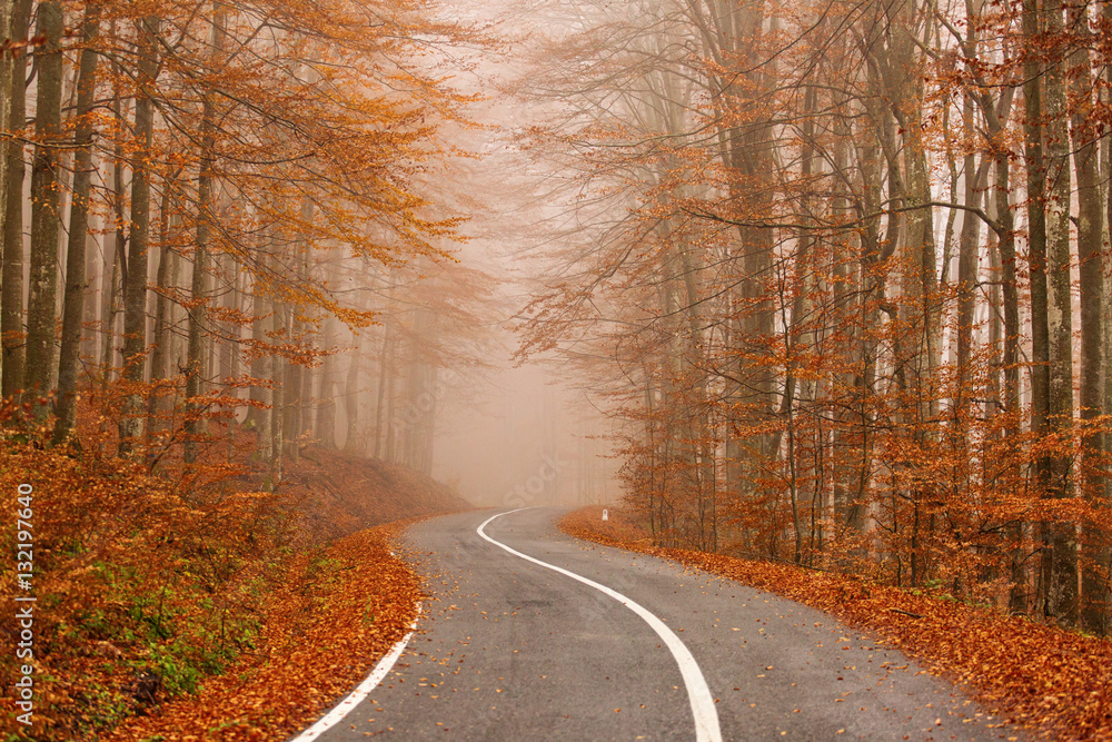 Fototapeta premium road through the golden forest with colourful leave in autumn season