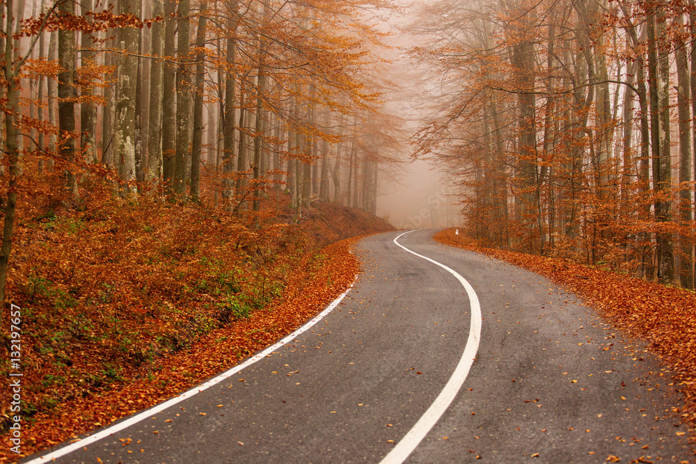 Obraz premium road through the golden forest with colourful leave in autumn season