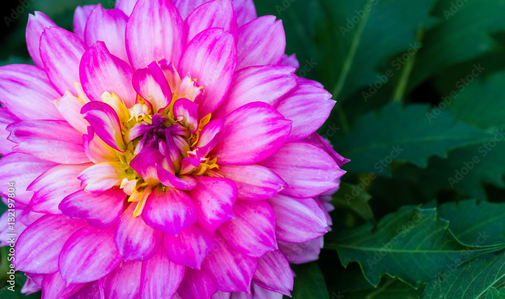 Pink dahlia flower Pink dahlia flower
