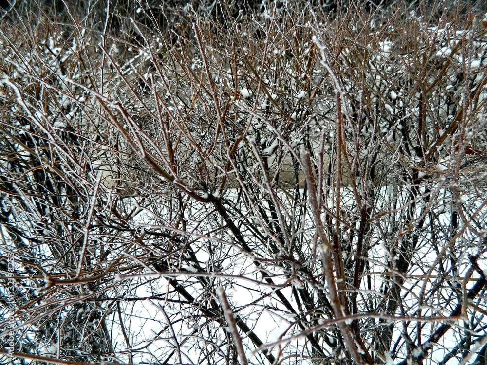 bush with lots of thin branches in the cold and icy snow sprinkled over the entire screen front view bush with lots of thin branches in the cold and icy snow sprinkled over the entire screen front view