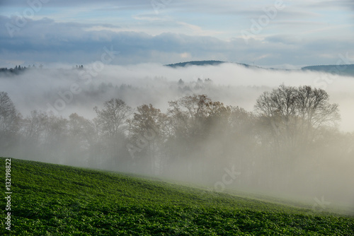Nebel Bäume