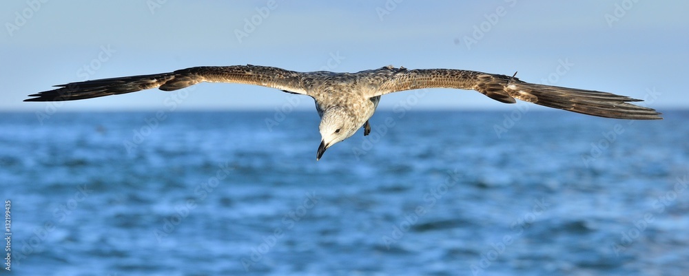 Flying Juvenile Kelp gull (Larus dominicanus), also known as the Dominican gull and Black Backed Kelp Gull. Natural blue ocean water background. False Bay, South Africa
Flying Juvenile Kelp gull (Larus dominicanus), also known as the Dominican gull and Black Backed Kelp Gull. Natural blue ocean water background. False Bay, South Africa