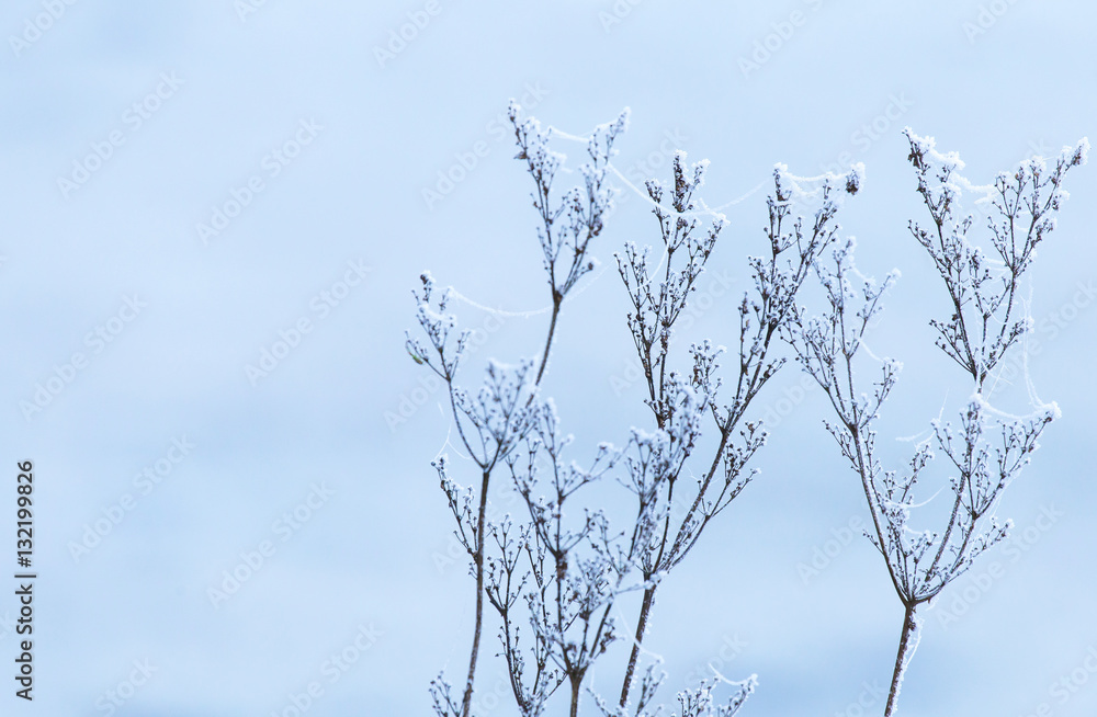 Obraz premium Polarkälte