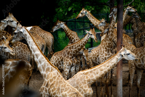 Canvas Print Giraffes