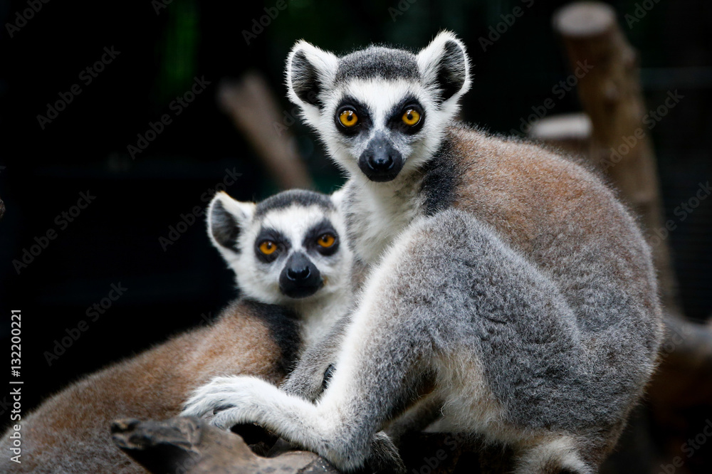 Fototapeta premium Lemurs