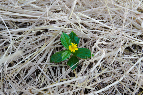 one kind flower