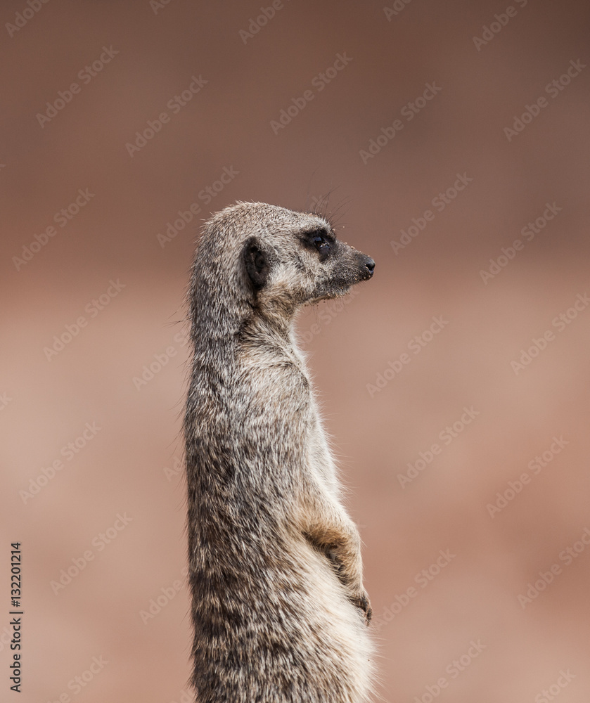 Fototapeta premium Meerkat