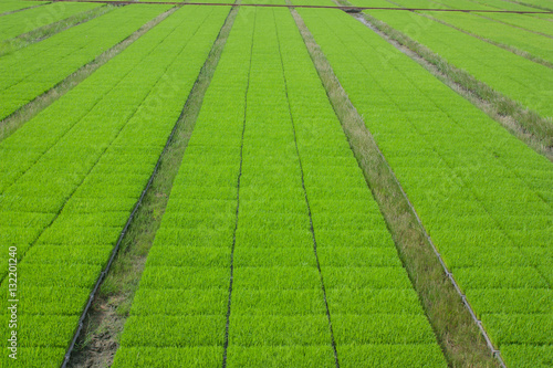 The cultivation of rice seedlings in plastic trays.