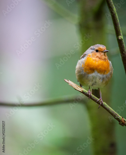 Robin in a tree © shaunwilkinson