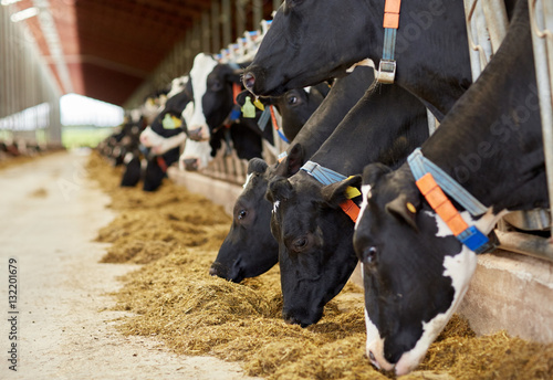 herd of cows eating hay in cowshed on dairy farm