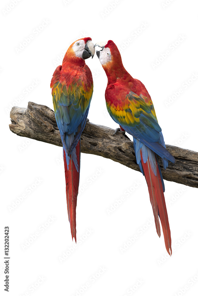 Scarlet Macaw isolated on white background ,couple in love