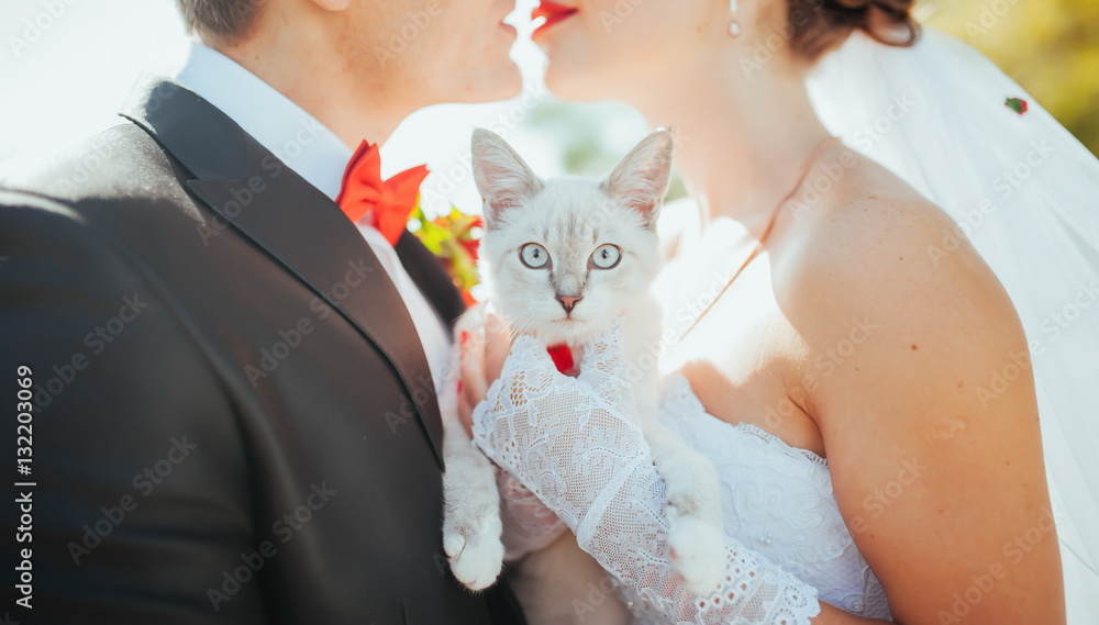 white cat in the hands of the bride and groom at a wedding white cat in the hands of the bride and groom at a wedding
