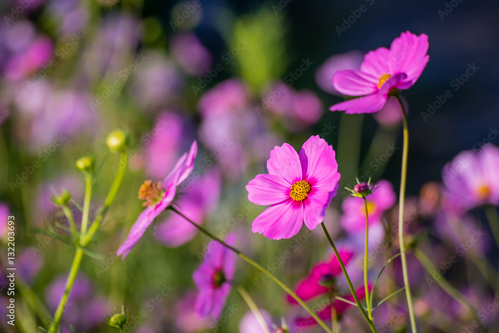 Beautiful Cosmos flowers. Beautiful Cosmos flowers.