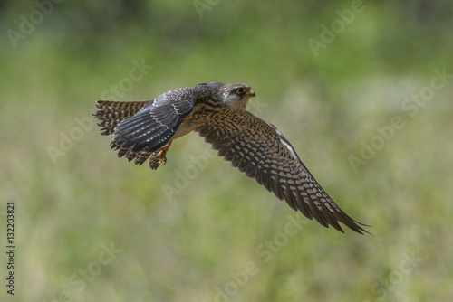 Female Amur falcon (Falco amurensis) Very Rare Passage Migrant