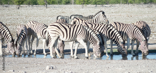 zebras at a watering hole