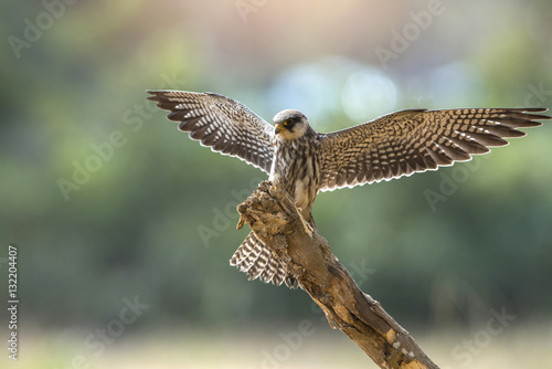 Female Amur falcon (Falco amurensis) Very Rare Passage Migrant photo