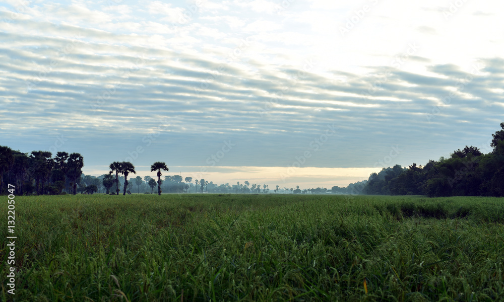 Early morning, rural area of Cambodia, near Angkor Tepmles
