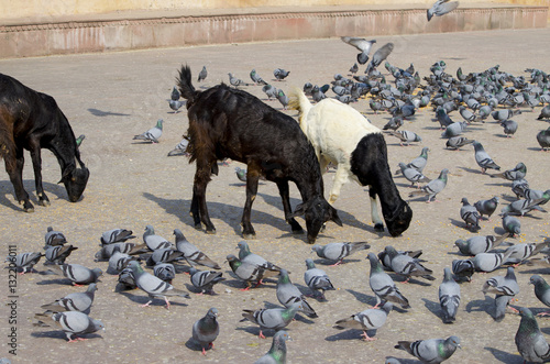 Pet of a goat black white with birds