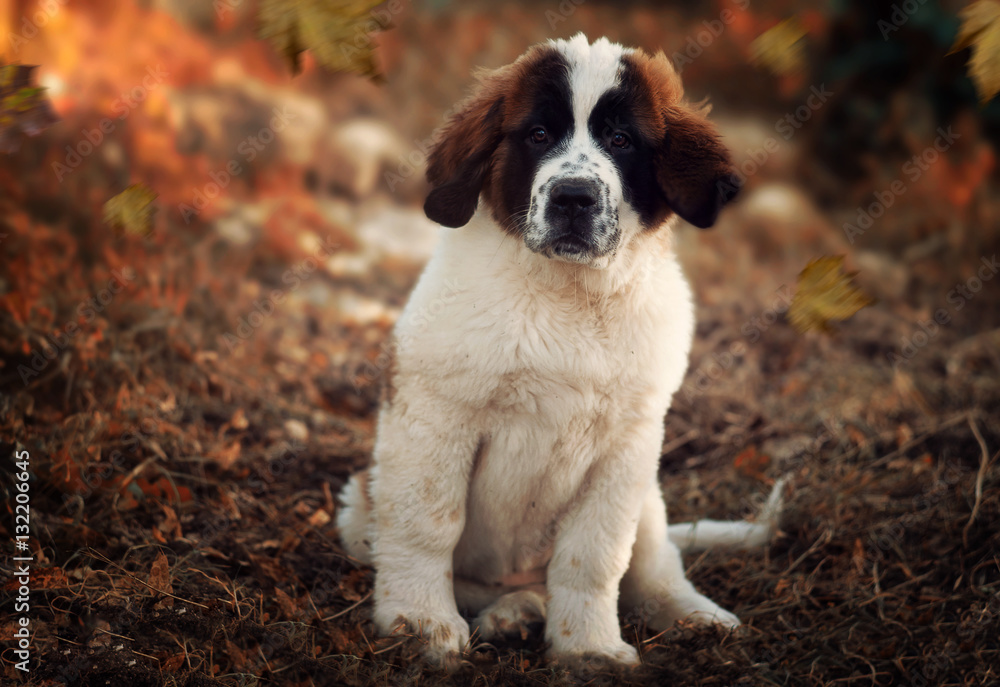 funny puppy funny puppy