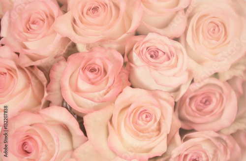 Beautiful roses background