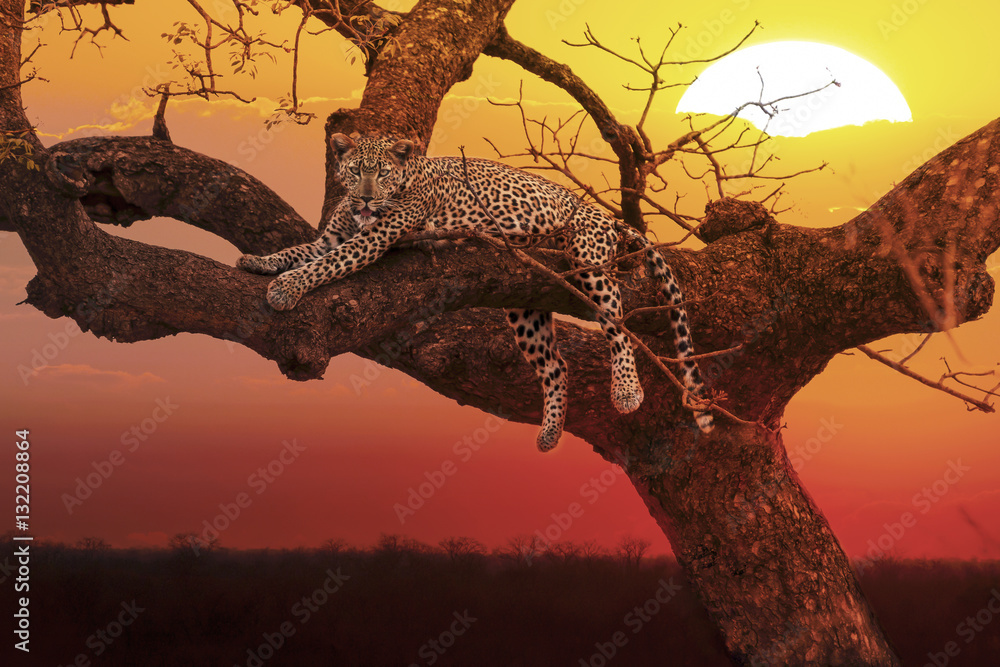 Naklejka premium sunset leopard