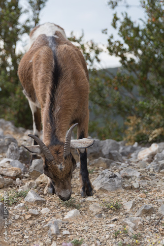 Capra aegagrus (Chèvre sauvage)
