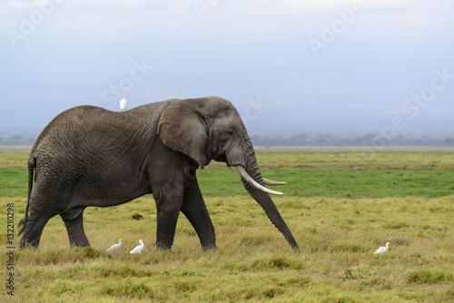 African bush elephant or African Elephant  Loxodonta africana  and cattle egret  Bubulcus ibis . Amboseli National Park. Kenya.