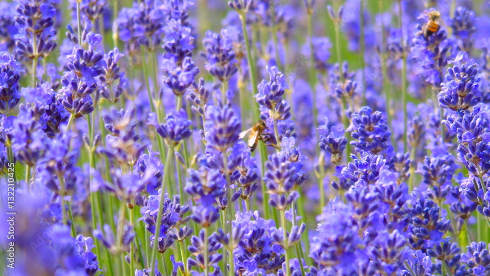 Naklejka premium LAVENDER FIELD
